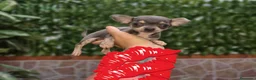 Chihuahua perros en venta: Chihuahua blue  - Anuncio 2