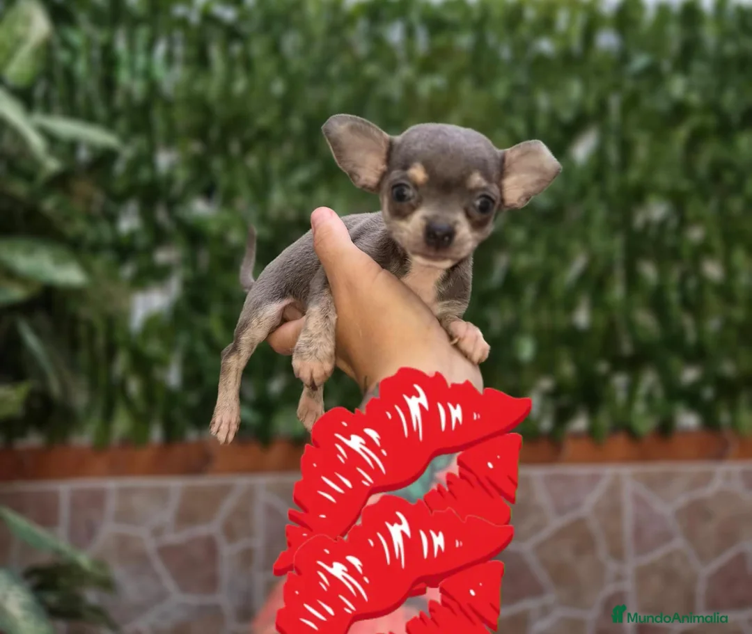 Chihuahua perros en venta: Chihuahua blue  - Anuncio 2
