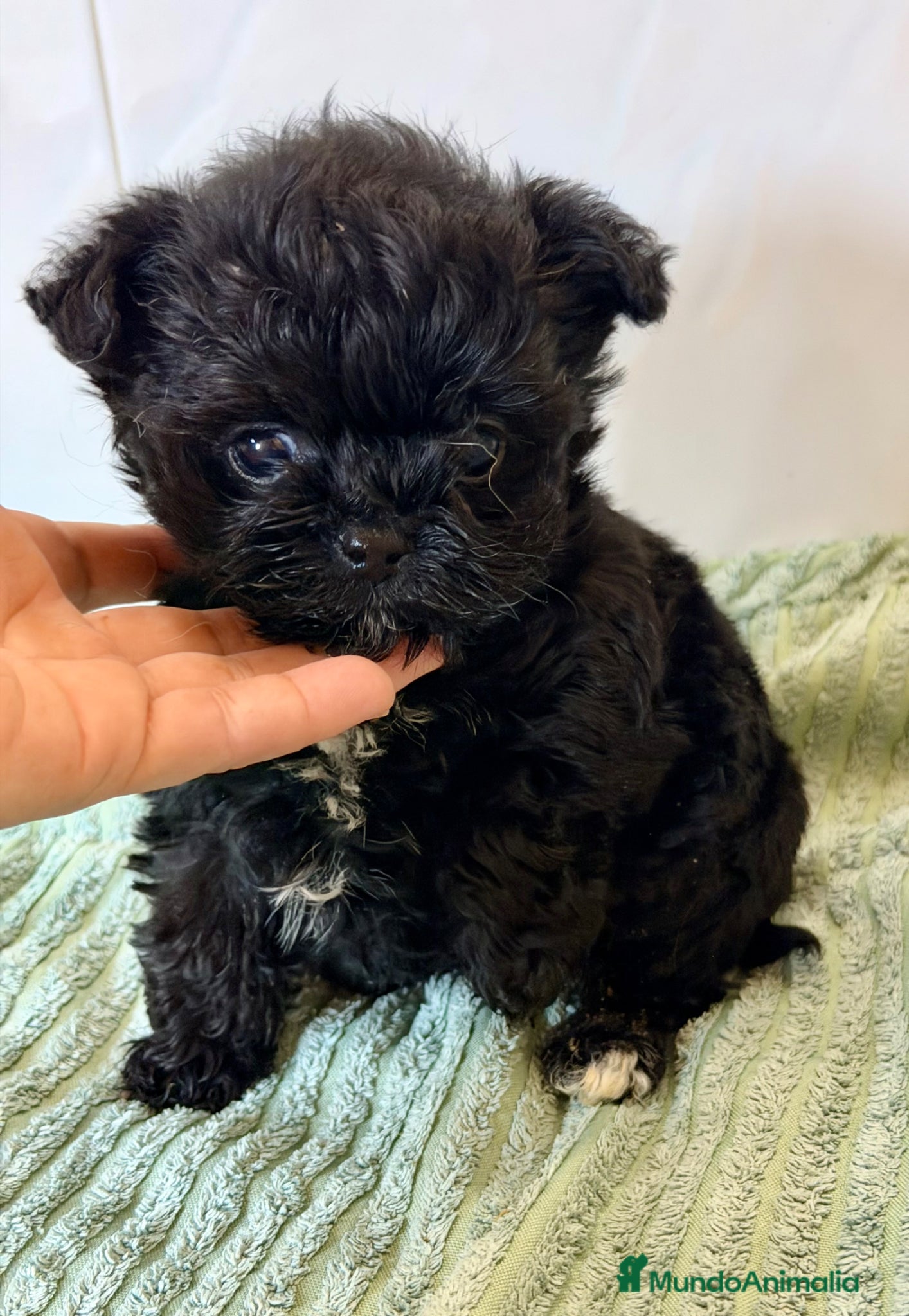 Yorkiepoo perros YORKIE-POO MINI TOY MACHO Y HEMBRA - Anuncio 3