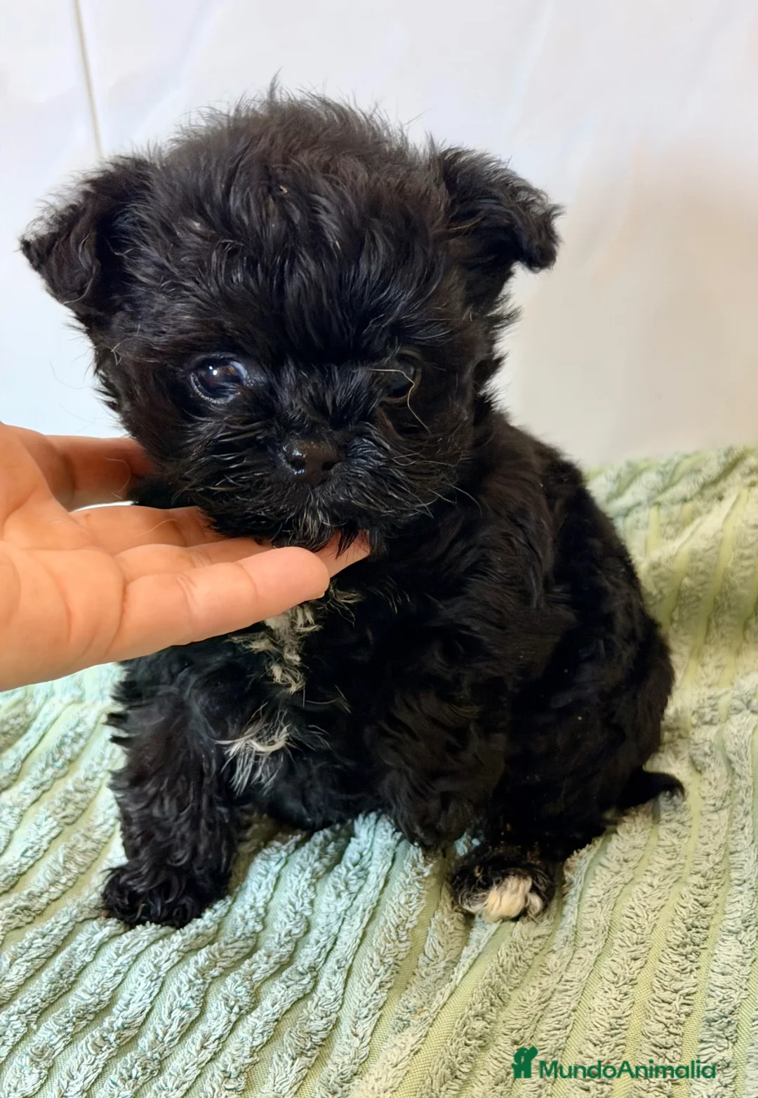 Yorkiepoo perros en venta: YORKIE-POO MINI TOY MACHO Y HEMBRA - Anuncio 1