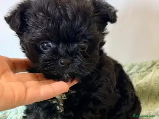 Yorkiepoo perros YORKIE-POO MINI TOY MACHO Y HEMBRA - Anuncio 6