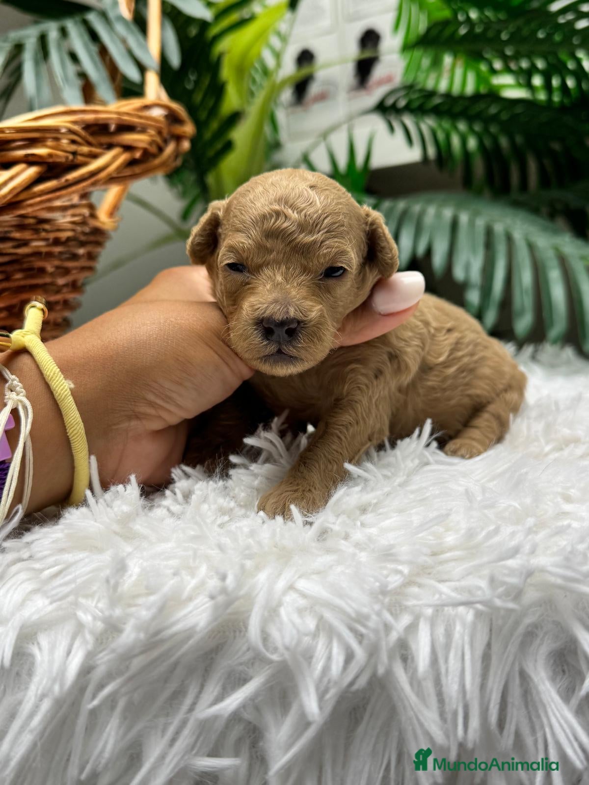 Caniche Toy perros en venta: CANICHE HEMBRA - Anuncio 4