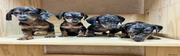 Teckel perros en venta: Teckel Arlequin  - Anuncio 3
