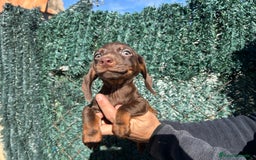 Teckel Miniatura perros en venta: Teckel miniatura chocolate  - Anuncio 3