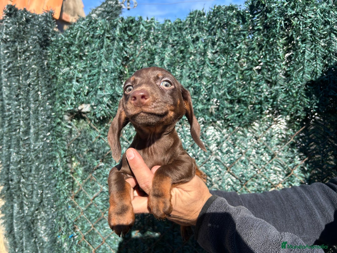 Teckel Miniatura perros en venta: Teckel miniatura chocolate  - Anuncio 3