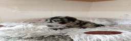Caniche Toy perros en venta: Caniche toy - Anuncio 4