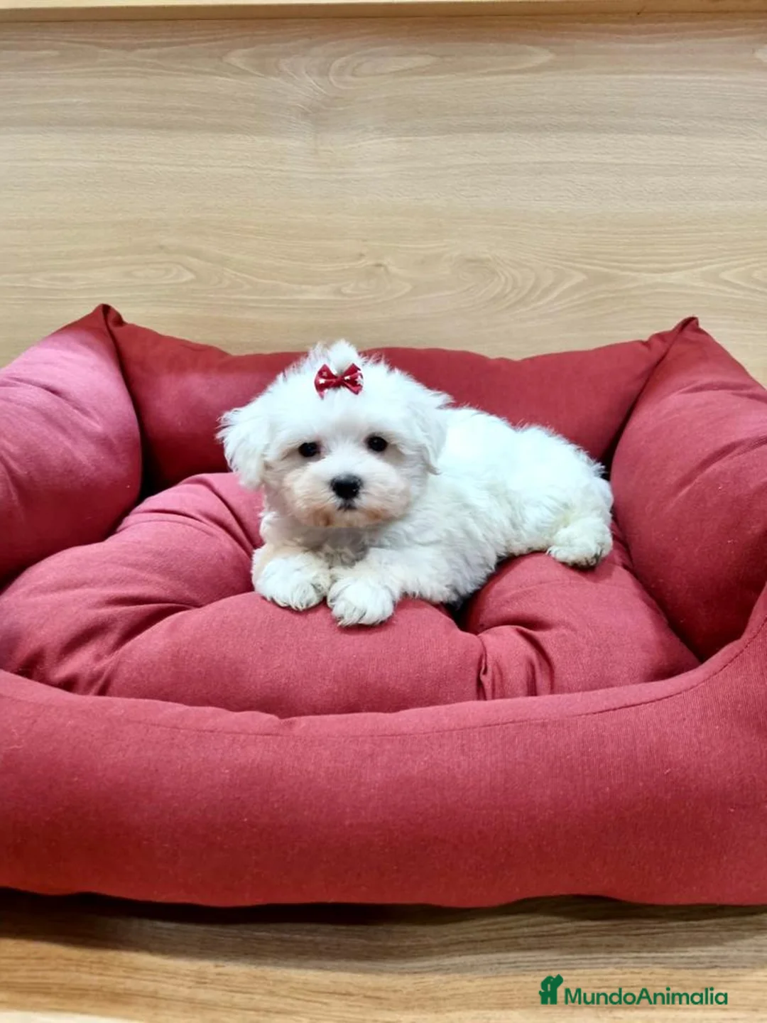 Bichón Maltés perros en venta: Bichón Maltés  en Barcelona - Anuncio 5