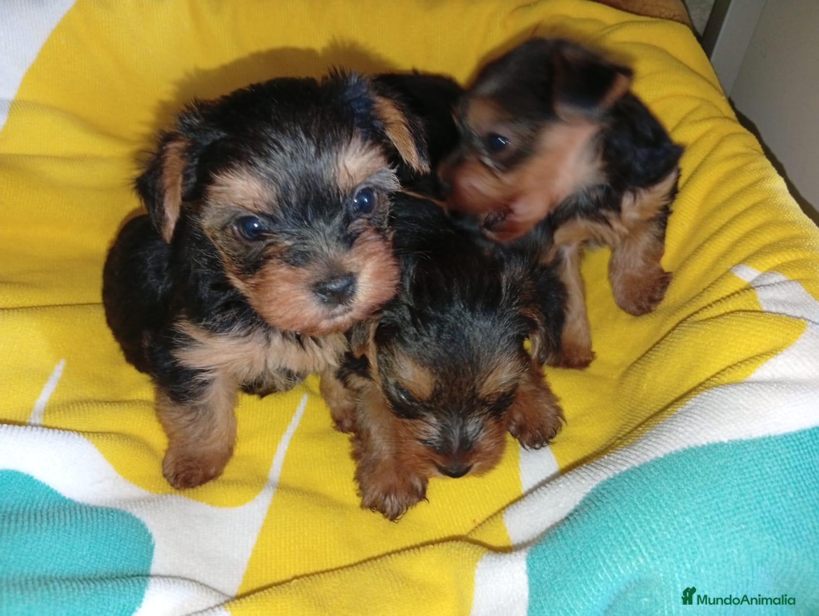 Yorkshire Terrier perros en venta: Camada de Yorkshire - Anuncio 2