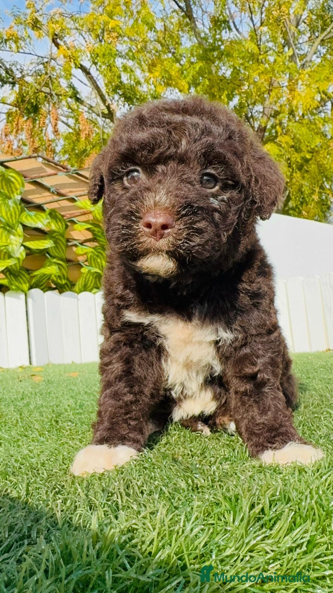 Perro de Agua Español perros en venta: PERRO DE AGUA ESPAÑOL - Anuncio 4