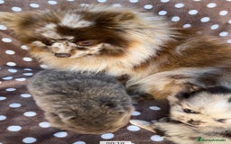 Pomerania perros en venta: Lulu pomerania  - Imagen 1