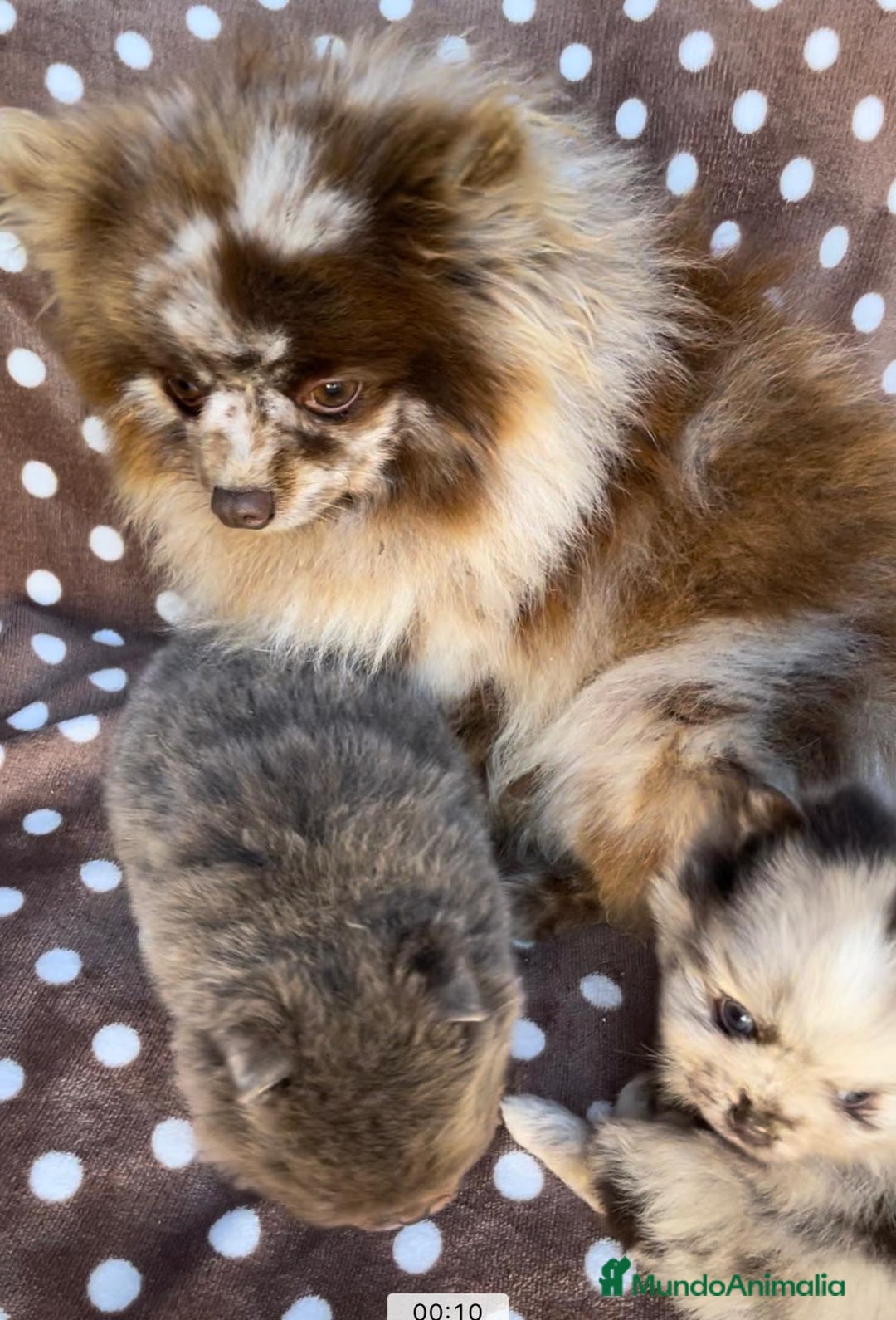 Pomerania perros en venta: Lulu pomerania  - Imagen 1