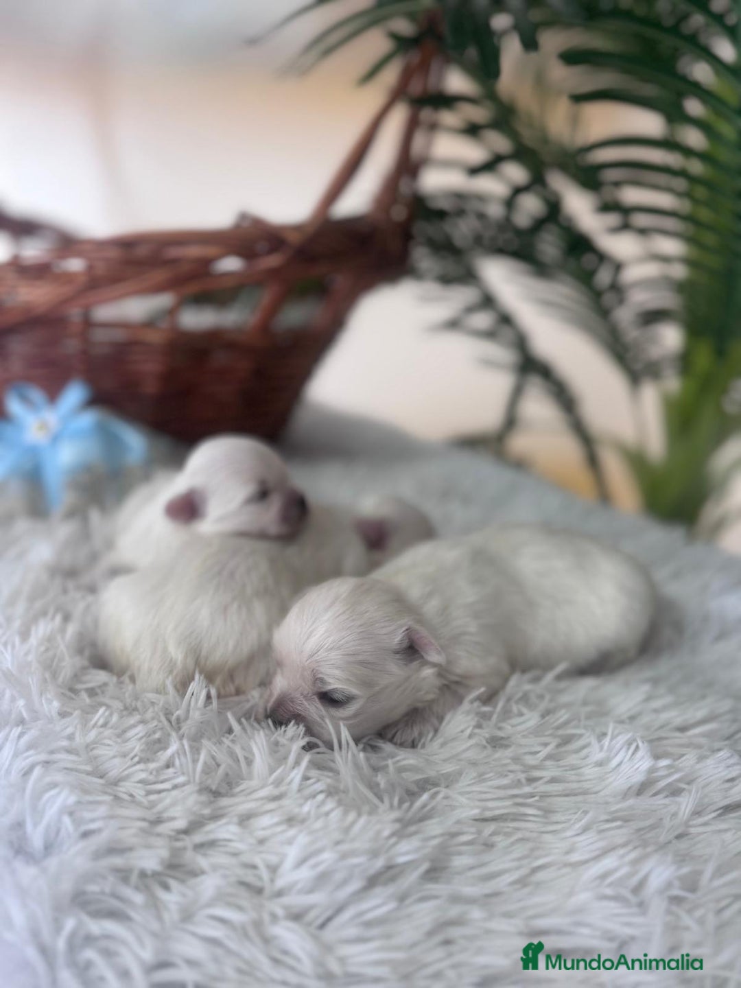 Bichón Maltés perros en venta: BICHON MALTES - Anuncio 4