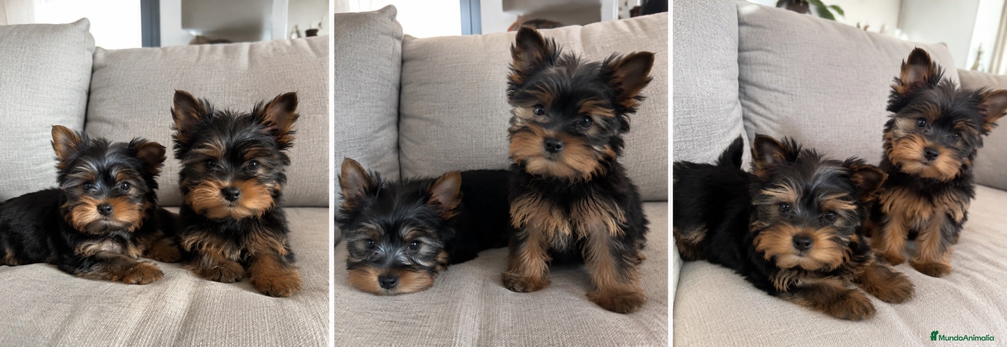 Yorkshire Terrier perros Yorkshire terrier - listos para entregar  - Anuncio 2