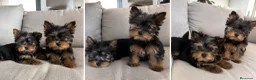 Yorkshire Terrier perros en venta: Yorkshire terrier - listos para entregar  - Anuncio 1