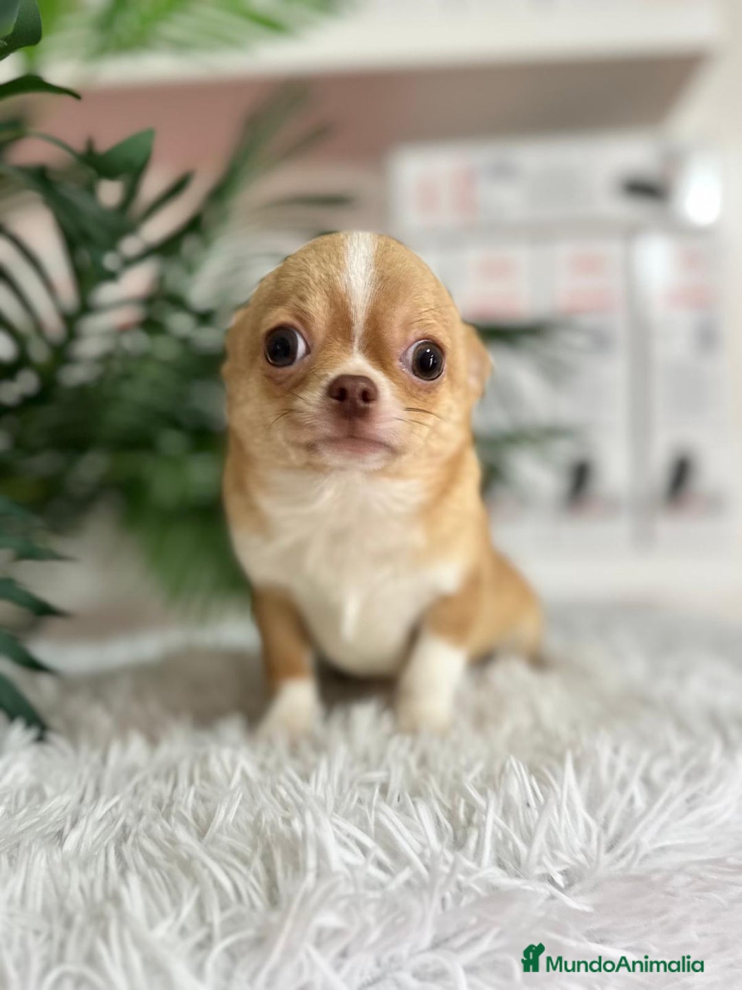 Chihuahua perros en venta: CHIHUAHUA MACHO ADULTO - Anuncio 9