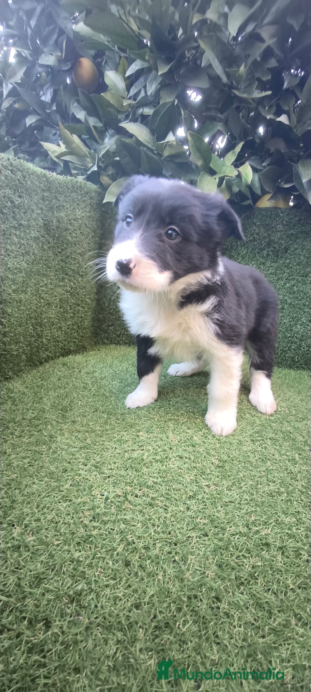 Border Collie perros en venta: border collie blue merle y blancos y negros  - Anuncio 12