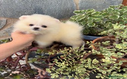 Pomerania perros en venta: Pomerania toy  - Imagen 2