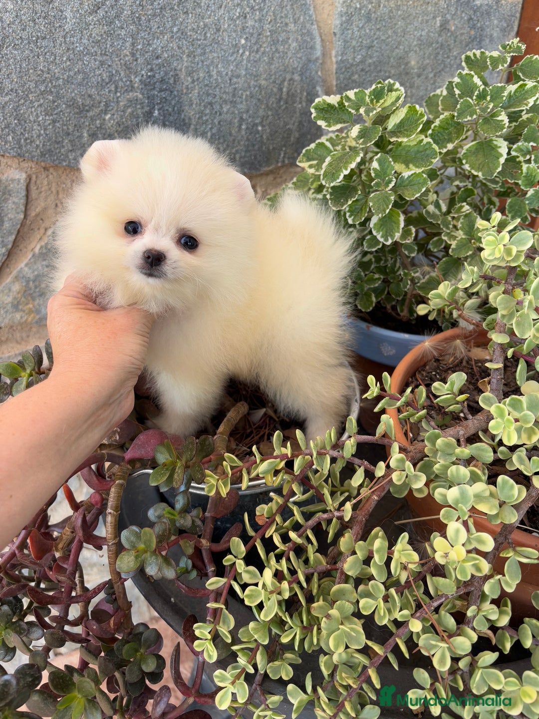 Pomerania perros en venta: Pomerania toy  - Imagen 2