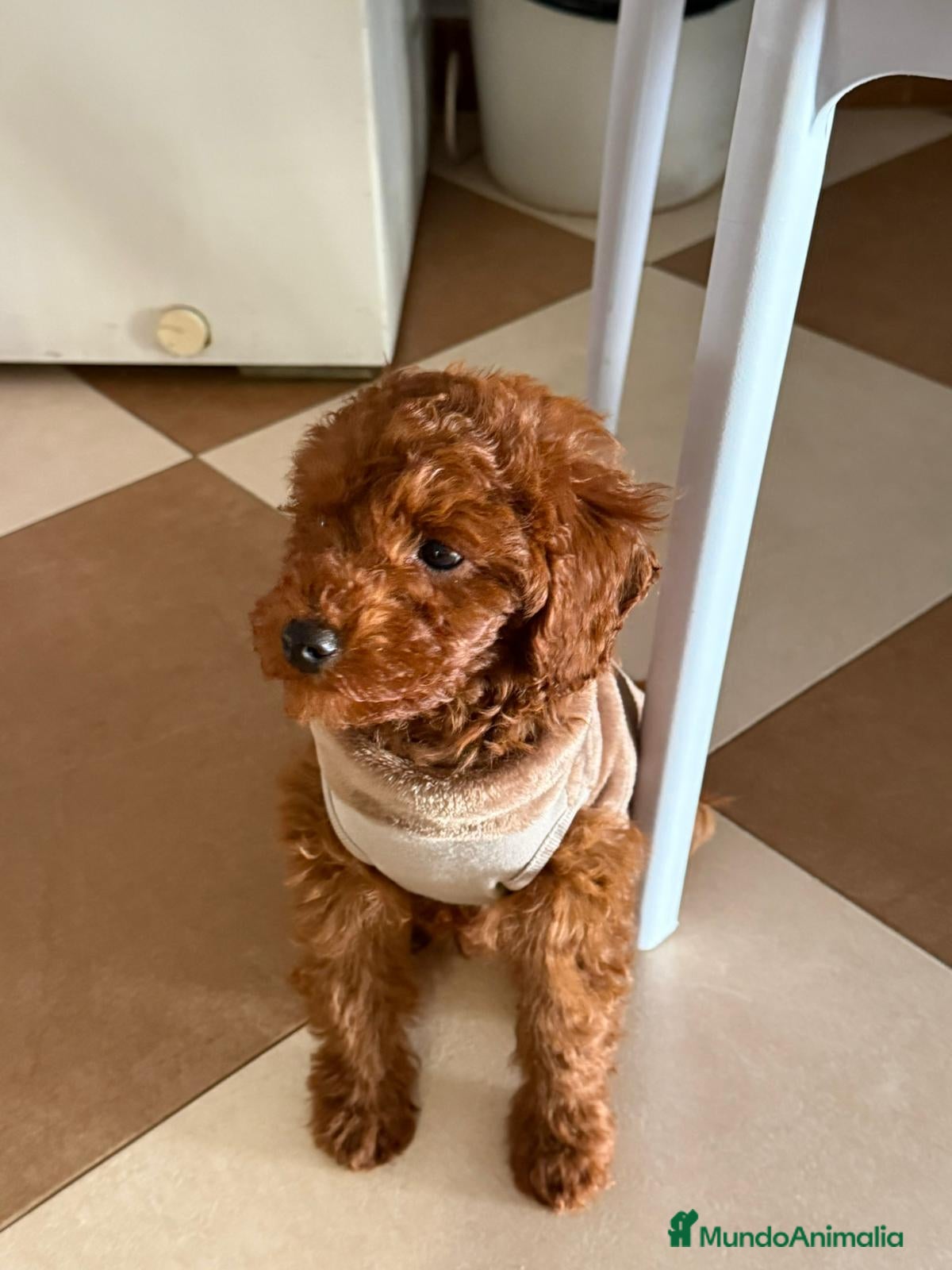 Caniche Toy perros Caniche toy - Anuncio 1