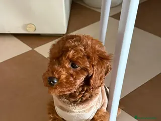 Caniche Toy perros Caniche toy - Anuncio 1