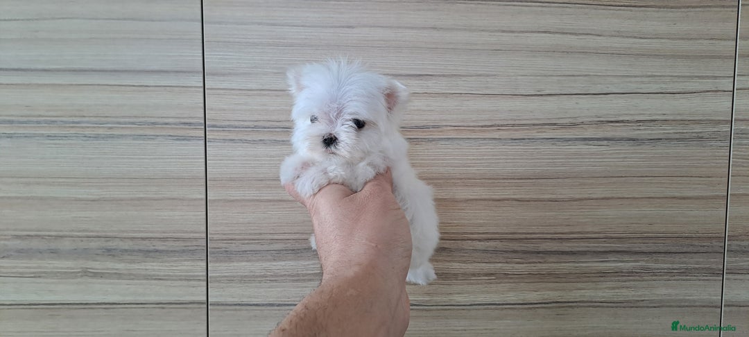 Bichón Maltés perros en venta: Cachorritos Bichon Maltes Mini  - Imagen 4