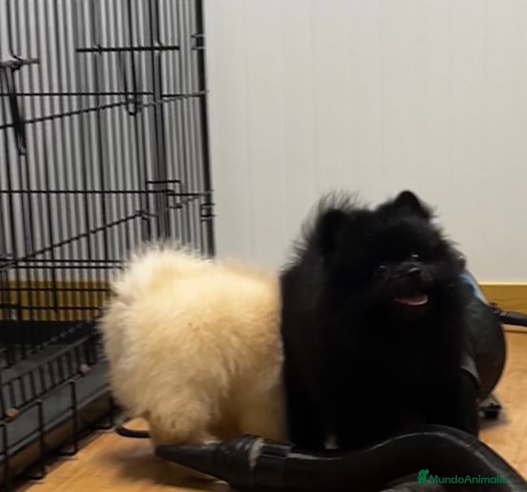 Pomerania perros en venta: Pomerania - Anuncio 13