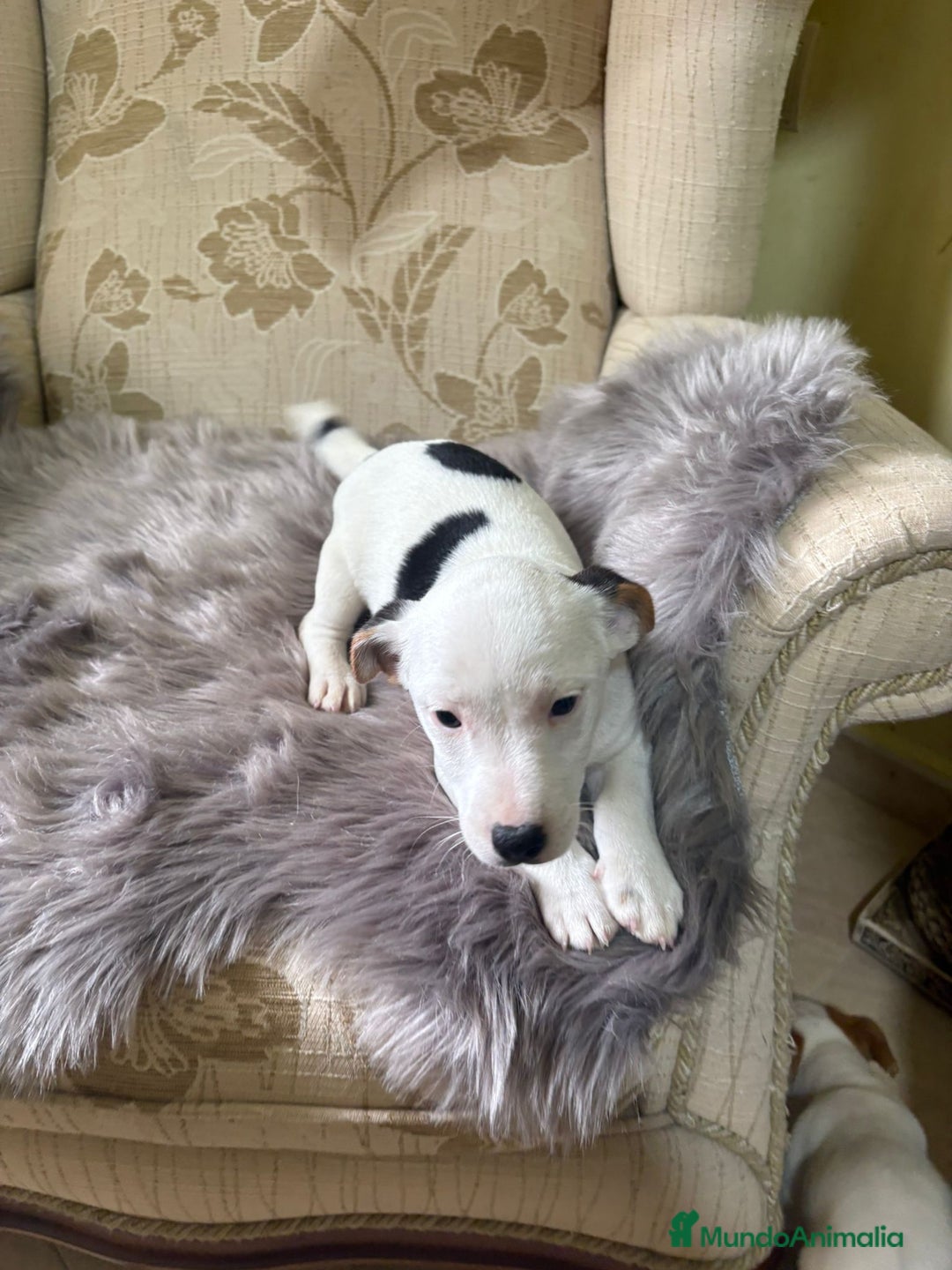 Jack Russell Terrier perros en venta: Cachorros de Jack Russell  - Imagen 15