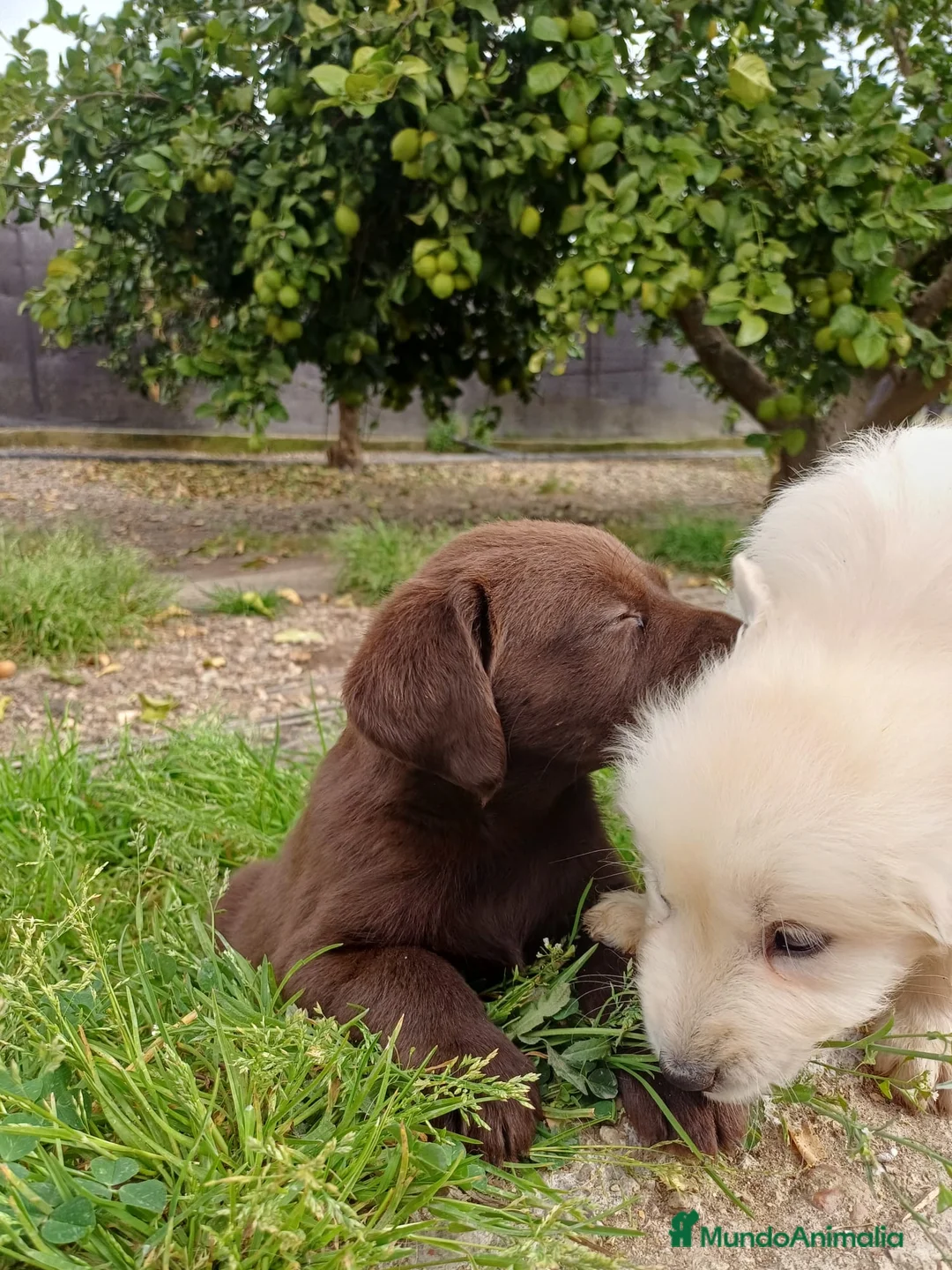 Golden Retriever perros en venta: Goden retriever disponible  en Huelva - Anuncio 2