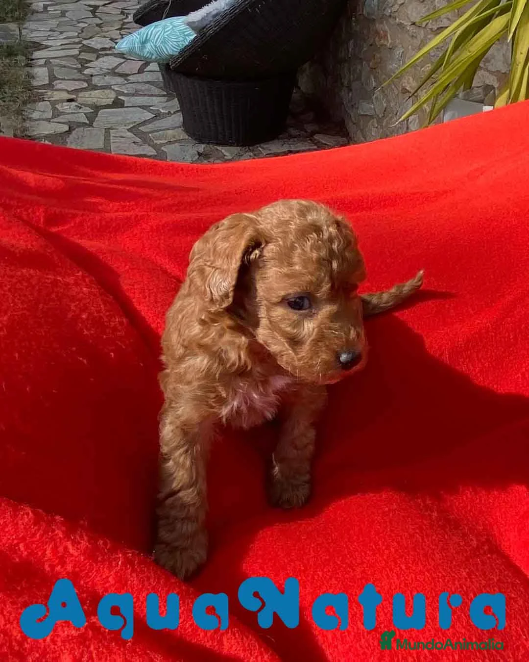 Caniche Toy perros en venta: Caniche Macho 7353 de Camila - AQUANATURA en Barcelona - Anuncio 3