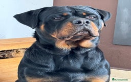 Rottweiler perros en venta: Rottweiler - Imagen 18