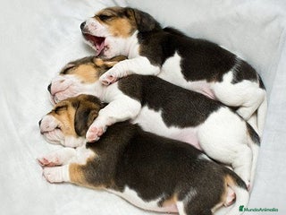 Beagle perros - Anuncio 8