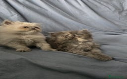 Persa gatos en venta: Persas en Jerez  - Imagen 1