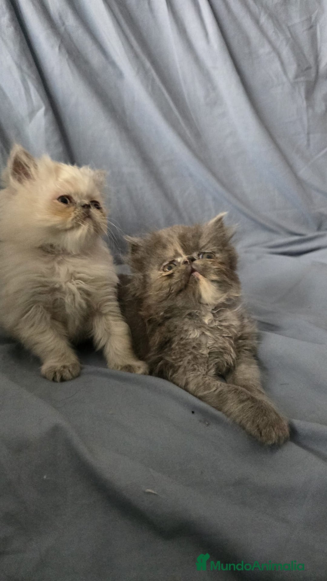 Persa gatos en venta: Persas en Jerez  - Imagen 1