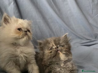 Persa gatos - Anuncio 3