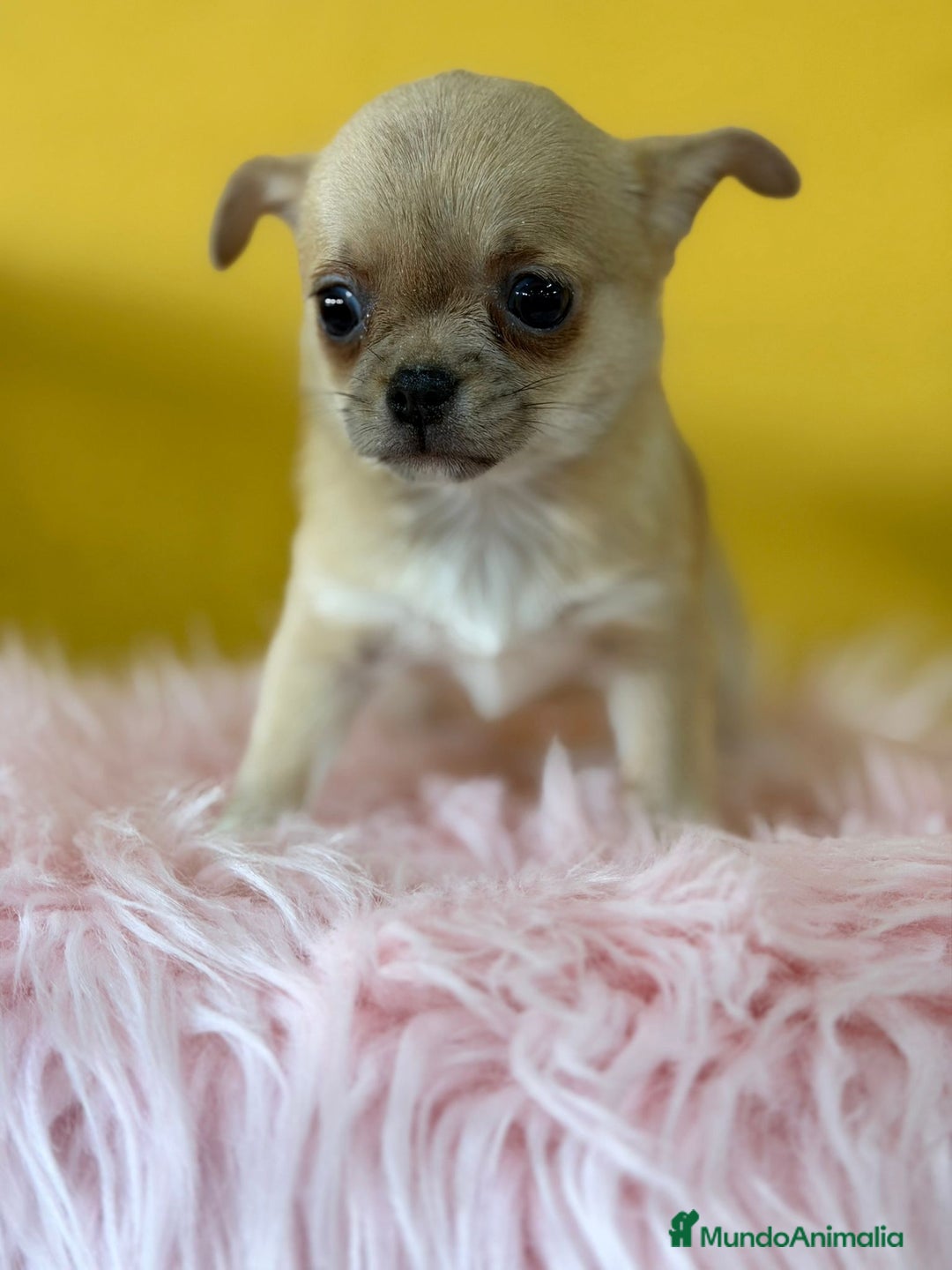 Chihuahua perros en venta: Chihuahua fawn - Anuncio 2