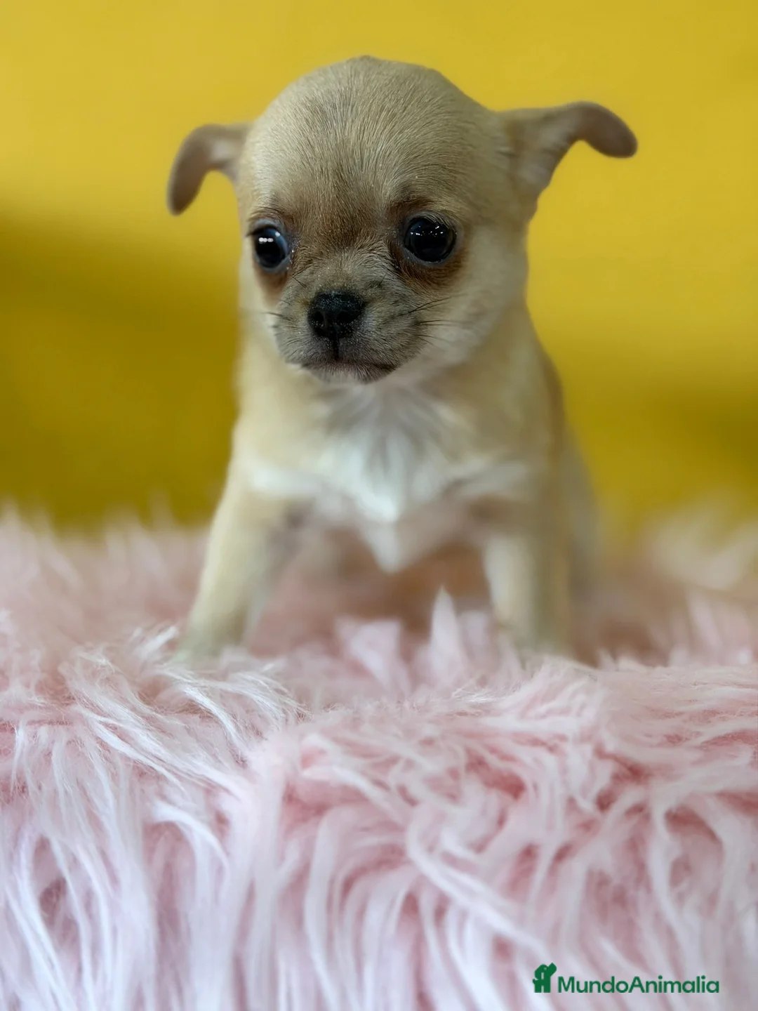 Chihuahua perros en venta: Chihuahua fawn - Anuncio 2