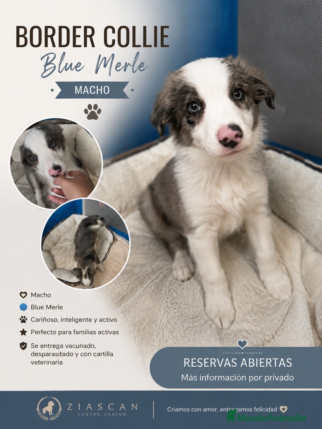 Border Collie perros BORDER COLLIE BLUE MERLE – MACHO 💙🐾 - Anuncio 1