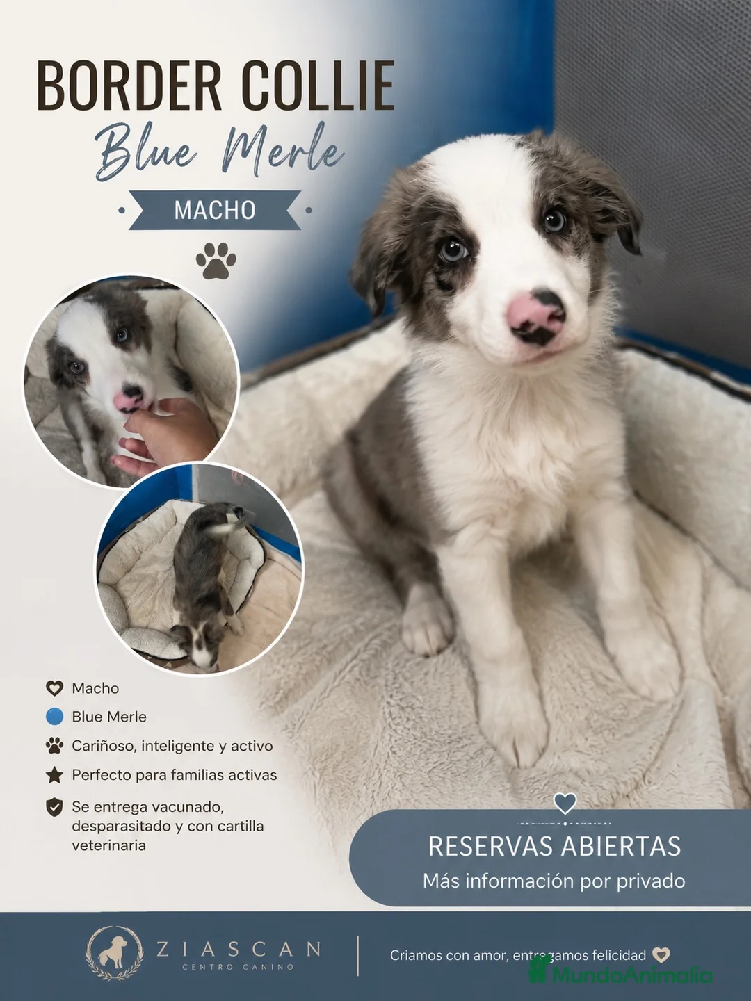 Border Collie perros en venta: BORDER COLLIE BLUE MERLE – MACHO 💙🐾 - Anuncio 1