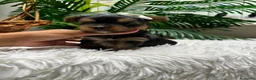 Yorkshire Terrier perros en venta: YORKSHIRE TERRIER MACHO - Anuncio 3