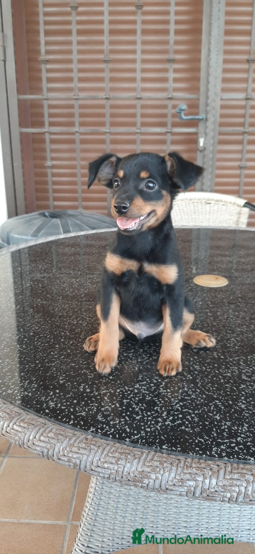 Pinscher Miniatura perros en venta: MACHO MINI PINCHER TOY - Imagen 3