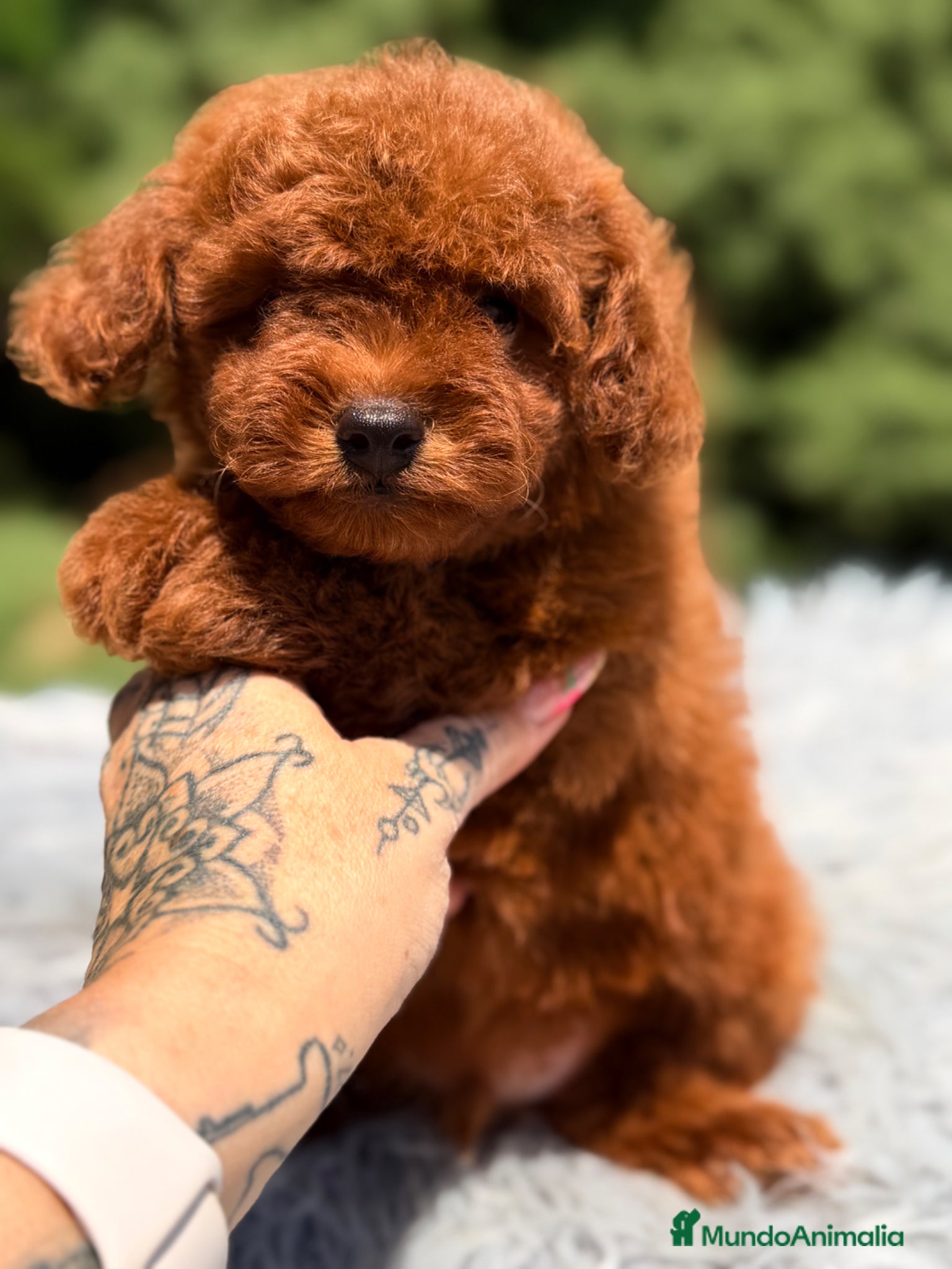 Caniche Toy perros Caniche Toy macho rojo  - Anuncio 1