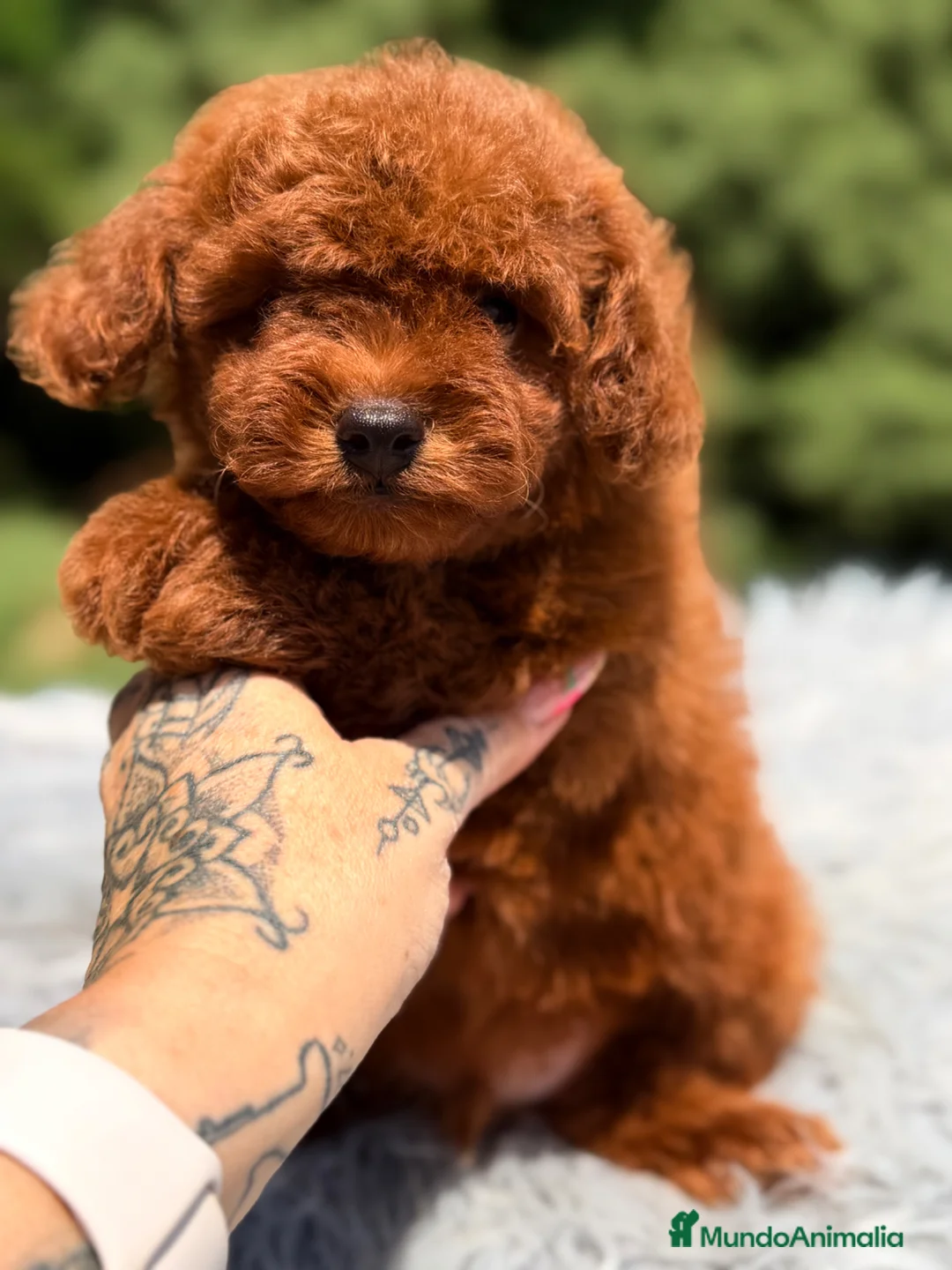 Caniche Toy perros en venta: Caniche Toy macho rojo  - Anuncio 1
