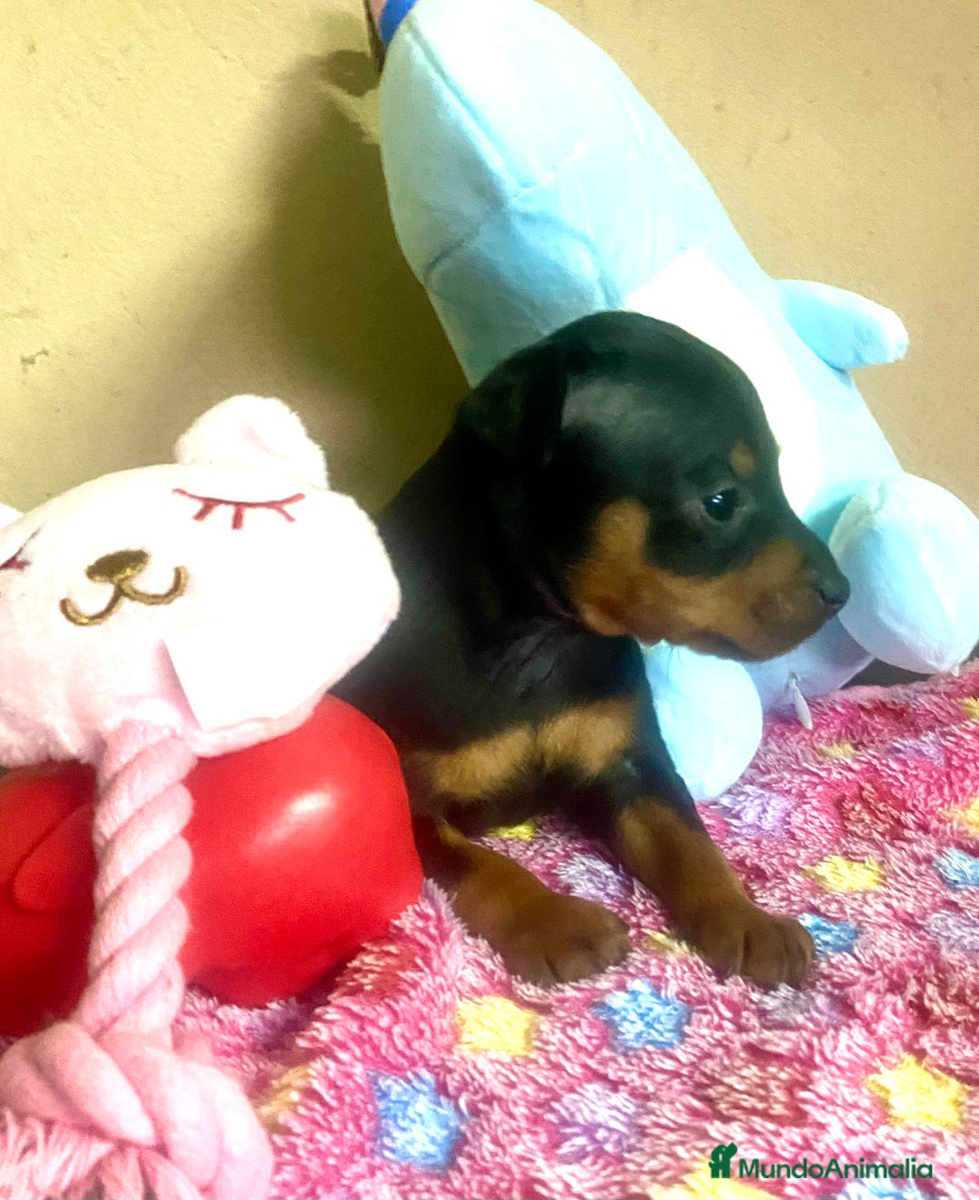 Pinscher Miniatura perros en venta: cachorros de Pinscher Miniatura - Anuncio 5
