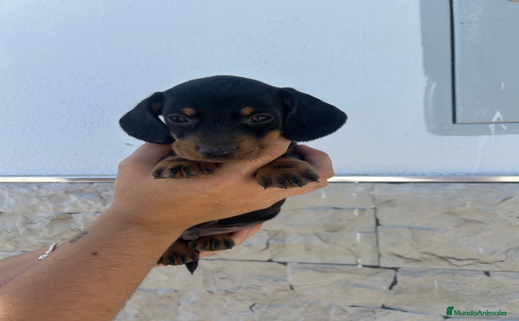Teckel Miniatura perros - Propaganda 2