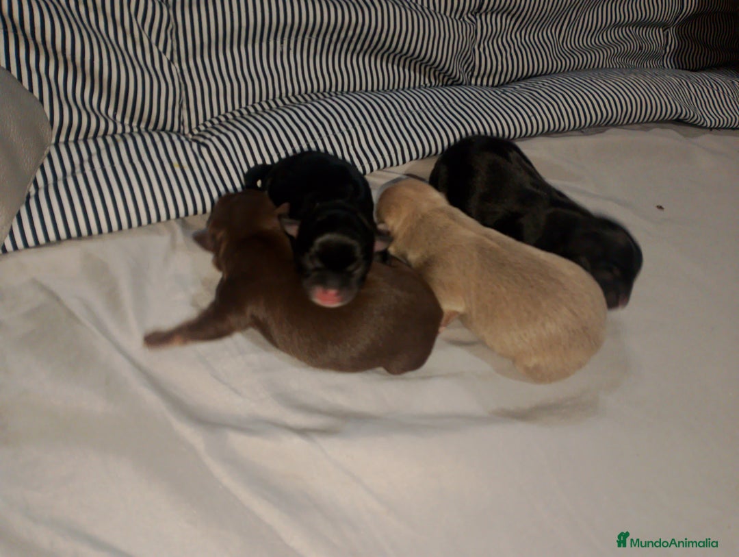 Chihuahua perros en venta: Cachorro de chihuahua enano  - Anuncio 2