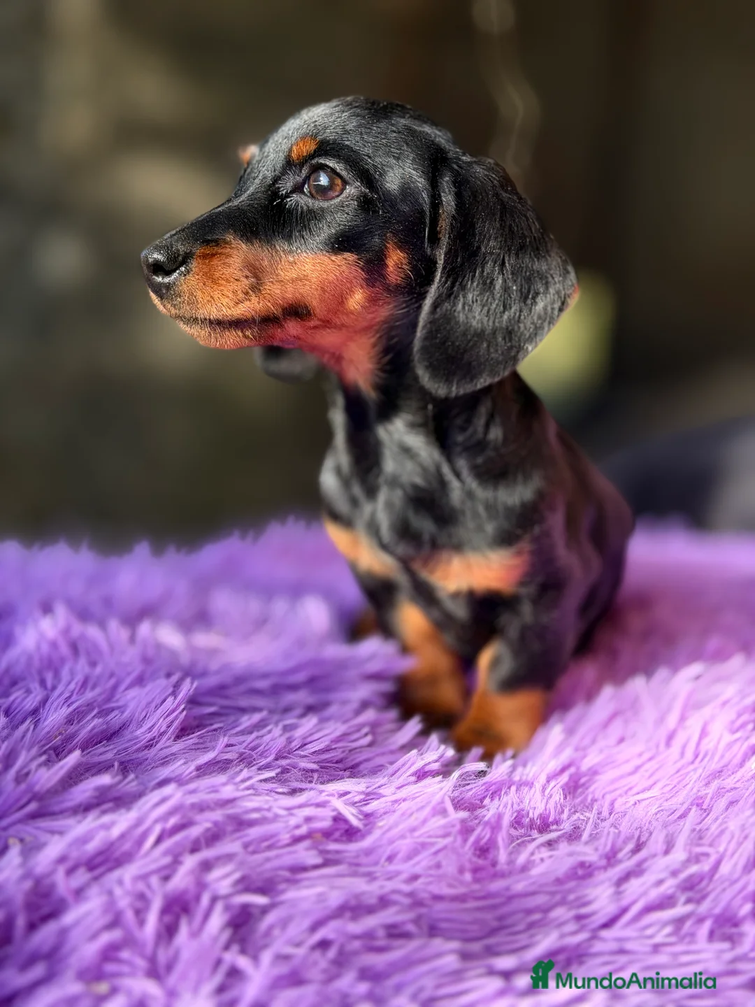 Teckel Miniatura perros en venta: Teckel Kaninchen hembra  - Anuncio 5