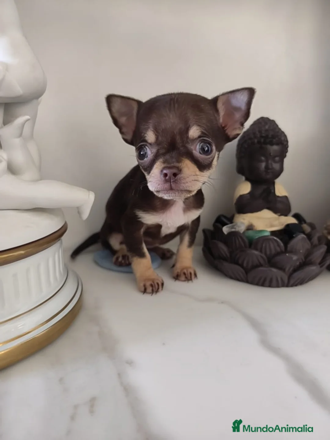 Chihuahua perros en venta: Chihuahua mini - Anuncio 5