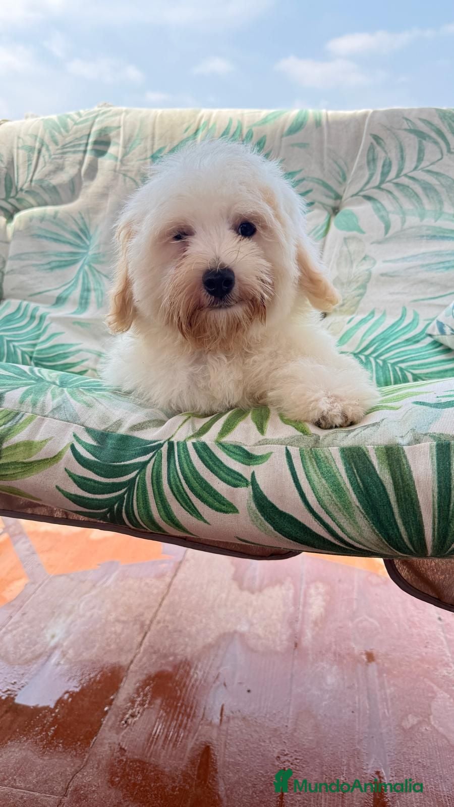 Bichón Maltés perros Cachorito de maltes de 3 meses - Anuncio 6