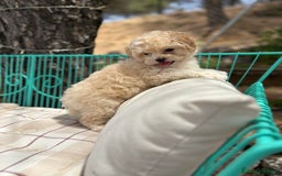 Maltipoo perros en venta: Maltipoo - Imagen 2