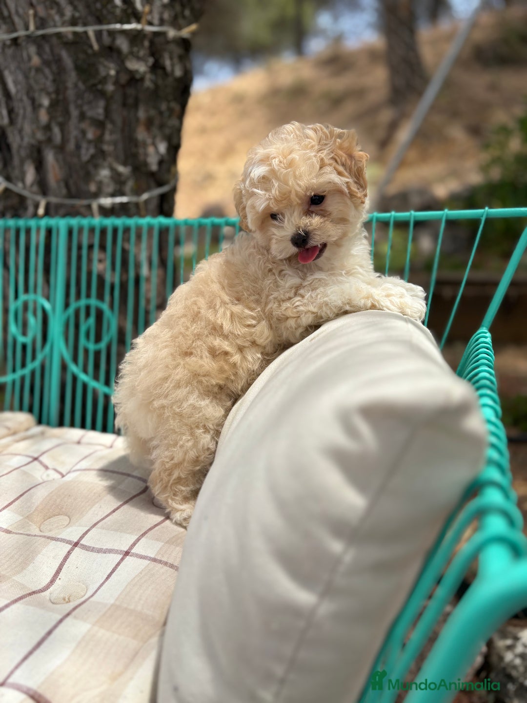 Maltipoo perros en venta: Maltipoo - Imagen 2